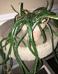 Snake Cactus Cuttings – 10 Fresh Unrooted Segments, Aporocactus/Rhipsalis Type