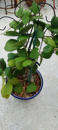 Hoya Kerrii Heart Cutting - 2-Leaf Sweetheart Vine Cutting with 1 Node, Live Hoya Starter for Rooting