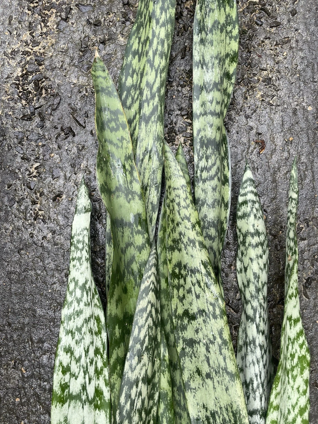 Snake Plant Leaf Cuttings – 10 Unrooted Sansevieria Hawaii Leaves for DIY Propagation