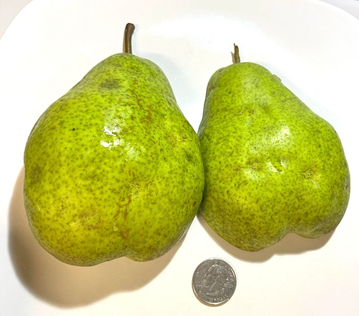 Bartlett Pear Cuttings – 9 Unrooted Bartlett Scion Wood for Grafting (6+3) Pyrus communis