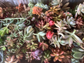 Colorful Succulent Cuttings – 10 Unrooted Varieties (Mixed) for DIY Arrangements