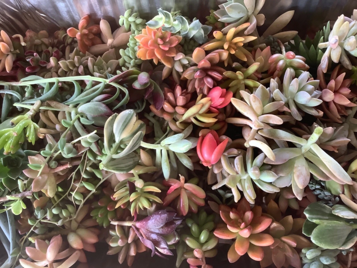 Colorful Succulent Cuttings – 10 Unrooted Varieties (Mixed) for DIY Arrangements