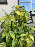 Sanchezia Cuttings - Live Unrooted Cuttings, Green & Yellow Veined Foliage