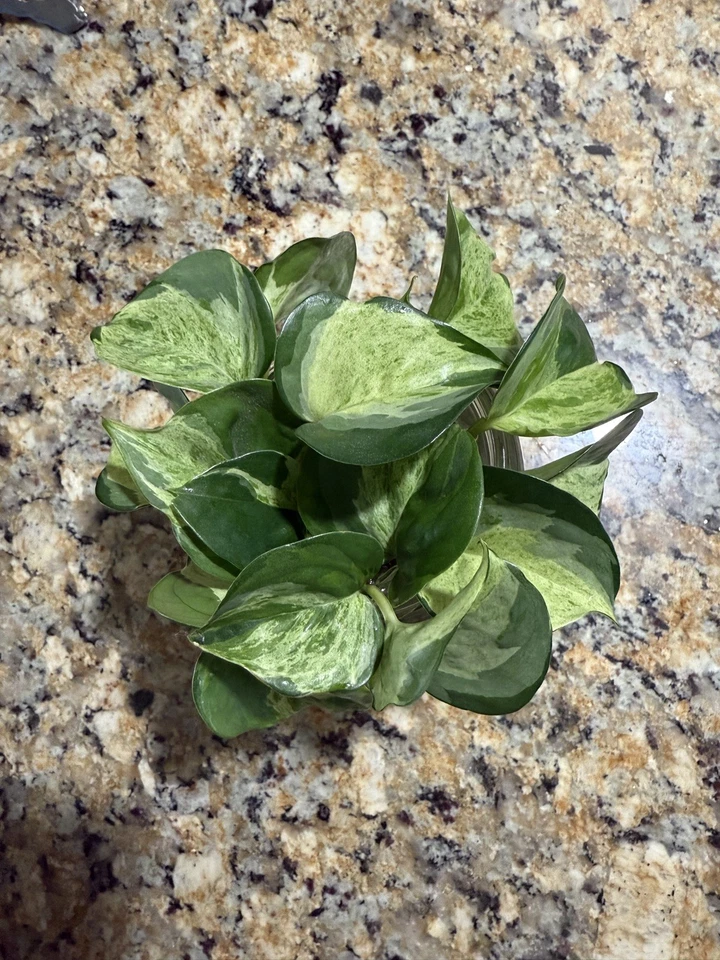 Manjula Pothos Cuttings – 6 Unrooted 1-Node Cuttings for Propagation