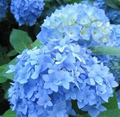 Blue Hydrangea Cuttings Starter Set – 10 Fresh Cuttings + 1 Rooted Cutting