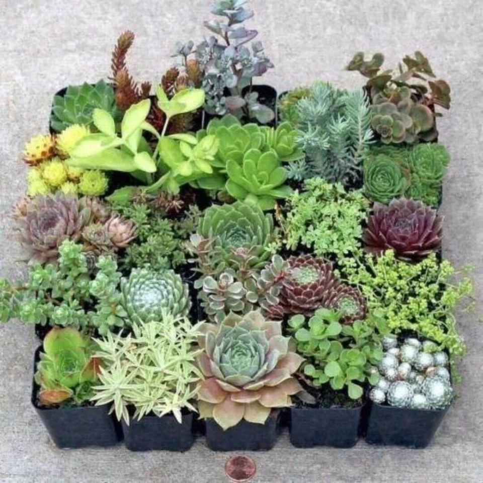 20 Succulent Cuttings – 10 Varieties, Unrooted Mixed Variety Collection