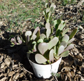 Senecio jacobsenii Purple Trailing Jade - Hanging/Succulent Cutting