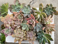 Graptopetalum paraguayense Cuttings (Pinky Ghost Plant) 20pcs - 2–4" Each