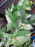 Syngonium podophyllum 'Albo Variegata' Variegated Arrowhead Cutting - Unrooted or Rooted