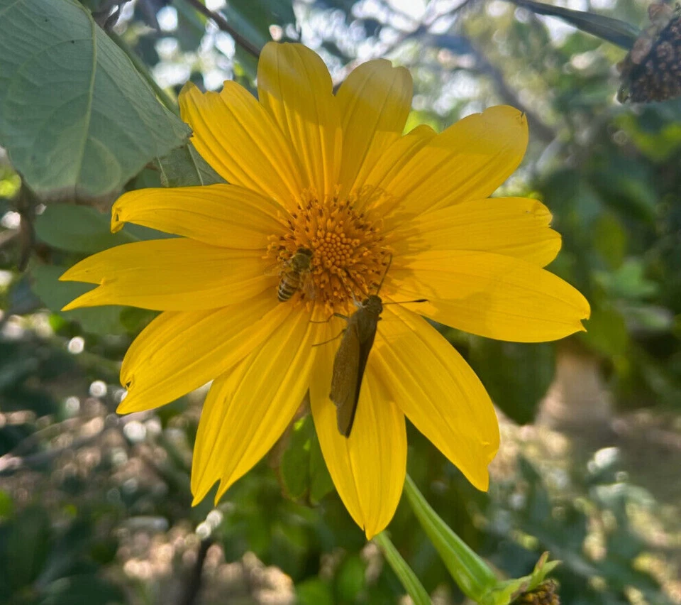 Mexican Sunflower (Tithonia diversifolia) – 8 Live 9" Cuttings