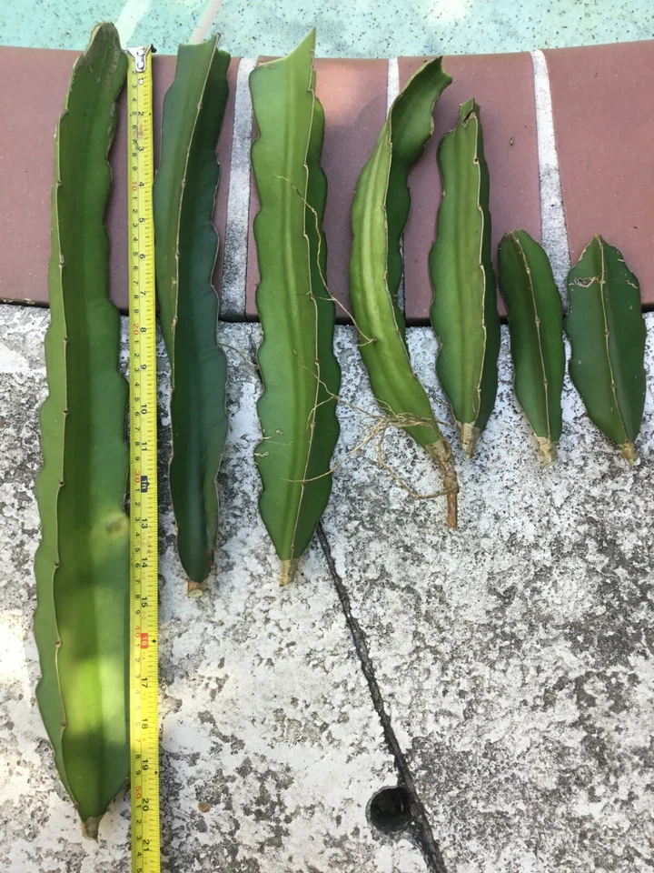 Vietnam Dragon Fruit Cuttings – 2 Unrooted 8–12" Stems + 4" Bonus Cutting (Hylocereus)