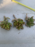 Crassula ovata ‘Gollum’ – 3 Live Cuttings (Gollum / Hobbit Jade) – Easy Succulent for Pots & Bonsai