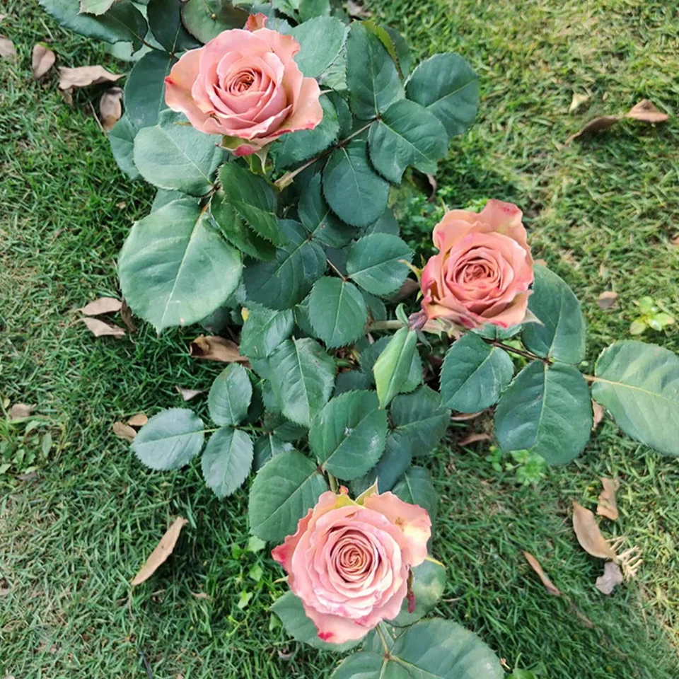 Cappuccino Rose Cuttings – 3 Unrooted Stems for Rooting or Grafting