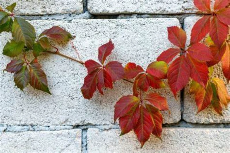 Virginia Creeper Cuttings - 10 Unrooted Parthenocissus quinquefolia Vines, 6–8"