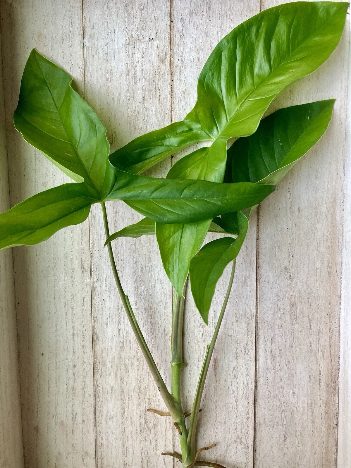 15 Rooted Arrowhead Vine Cuttings Syngonium podophyllum - Ready to Pot