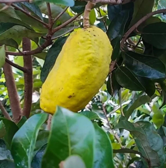 Olosapo Cutting (Couperia polyandra) – Unrooted 6"+ Tropical Fruit Tree Cutting