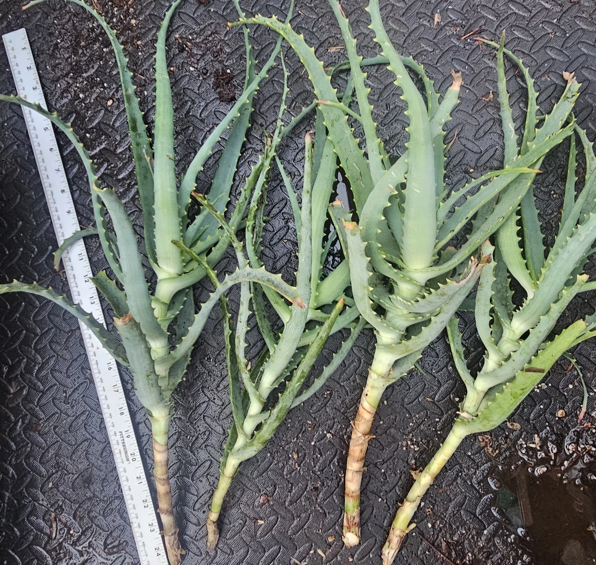 Aloe arborescens Cuttings – 4 Fresh Unrooted Tree Aloe Succulent Starts