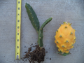 Yellow Dragon Fruit Plant — Rooted & Sprouted 6–8" Green Cactus Climbing Plant