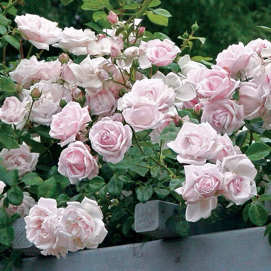 New Dawn Climbing Rose Cuttings – 6 Unrooted 6-Inch Fresh Propagation Wood