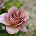 Cafe Latte Rose Cuttings – 3 Unrooted Scions for Rooting or Grafting