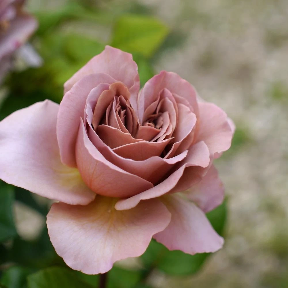 Cafe Latte Rose Cuttings – 3 Unrooted Scions for Rooting or Grafting