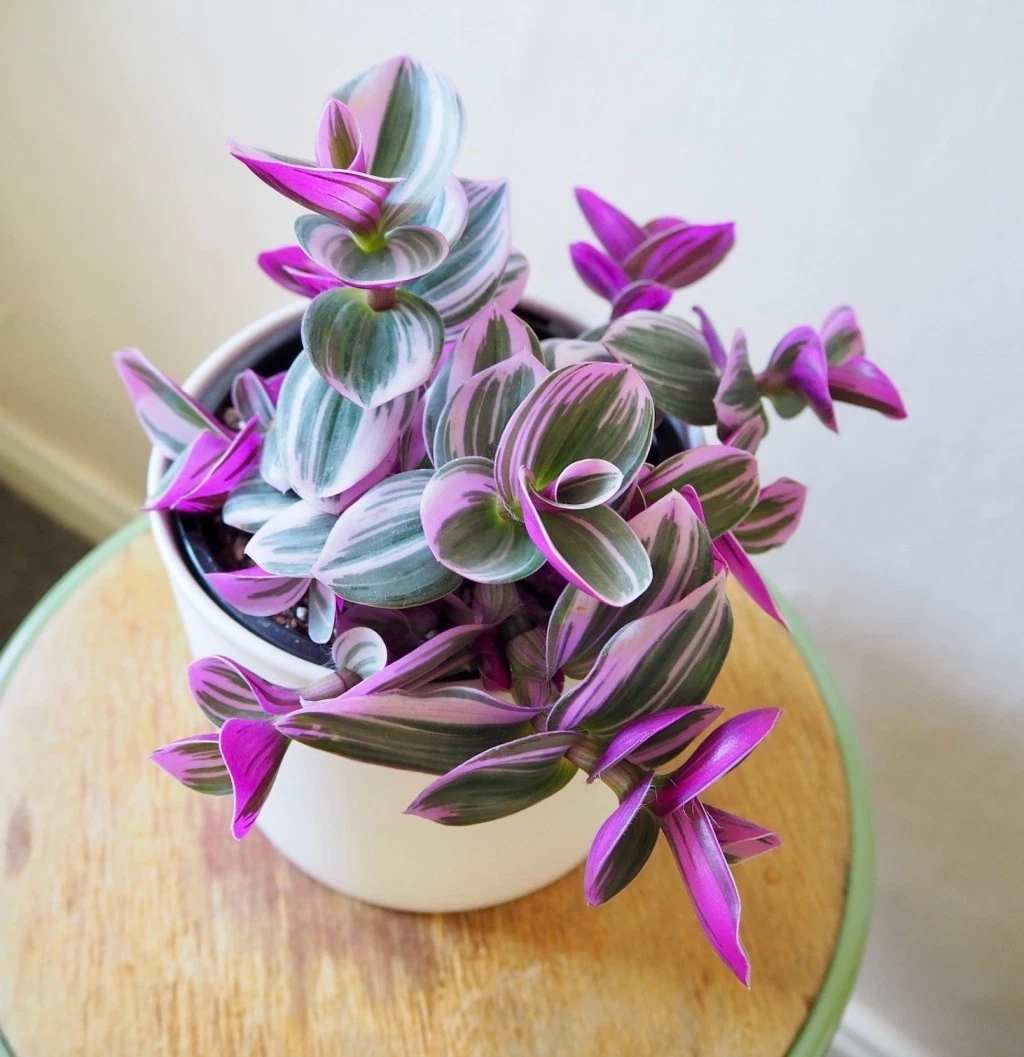 Tradescantia Nanouk Cuttings (3–4"), Unrooted Pink/White Variegated Stem Cuttings