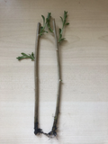 Goji Berry Plants – 2 Rooted Bare Root Starts from Fresh Cuttings