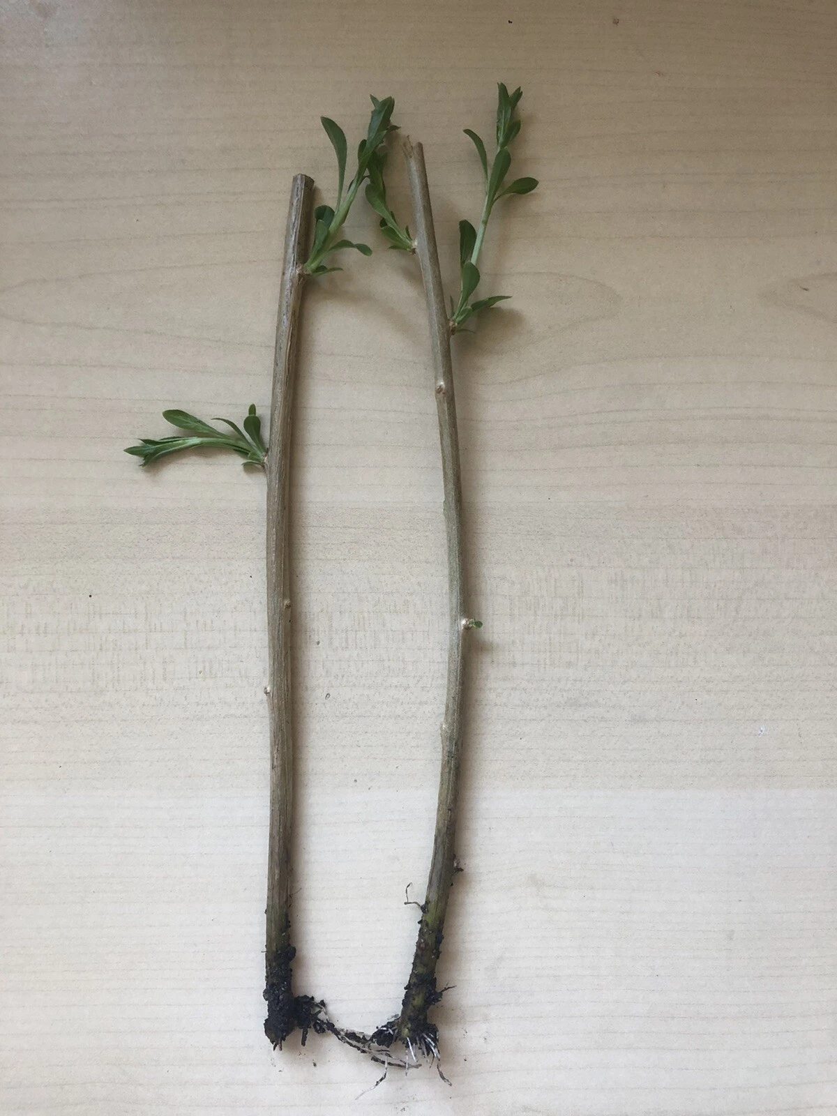 Goji Berry Plants – 2 Rooted Bare Root Starts from Fresh Cuttings