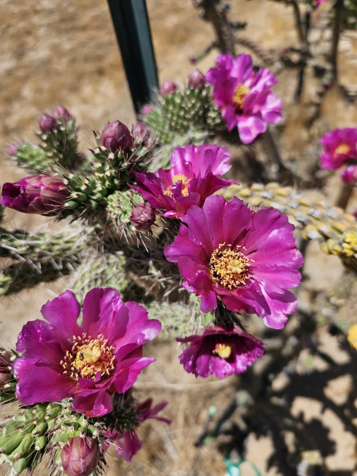 Tree Cholla Cylindropuntia imbricata Cuttings – 12 Fresh 4–6" Unrooted Cuttings for Propagation
