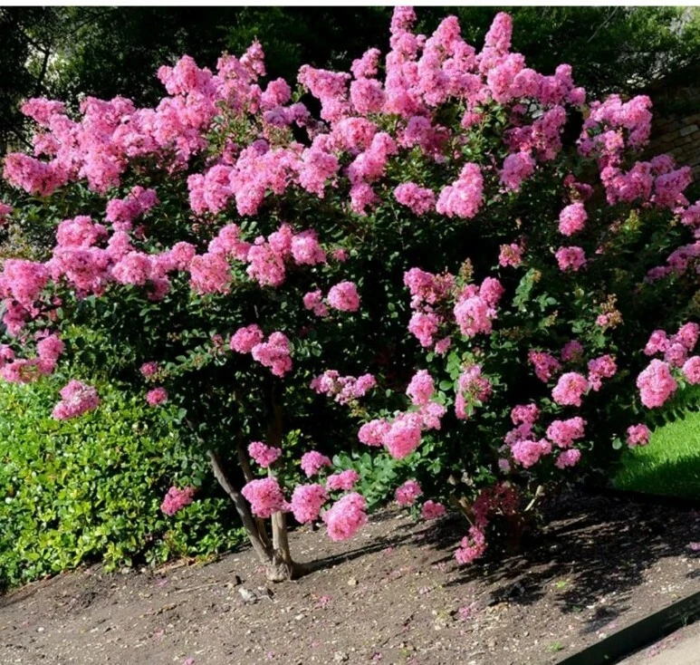 Crepe Myrtle Cuttings – 7 Unrooted Fresh Cuttings for Rooting, Lagerstroemia Starter Wood