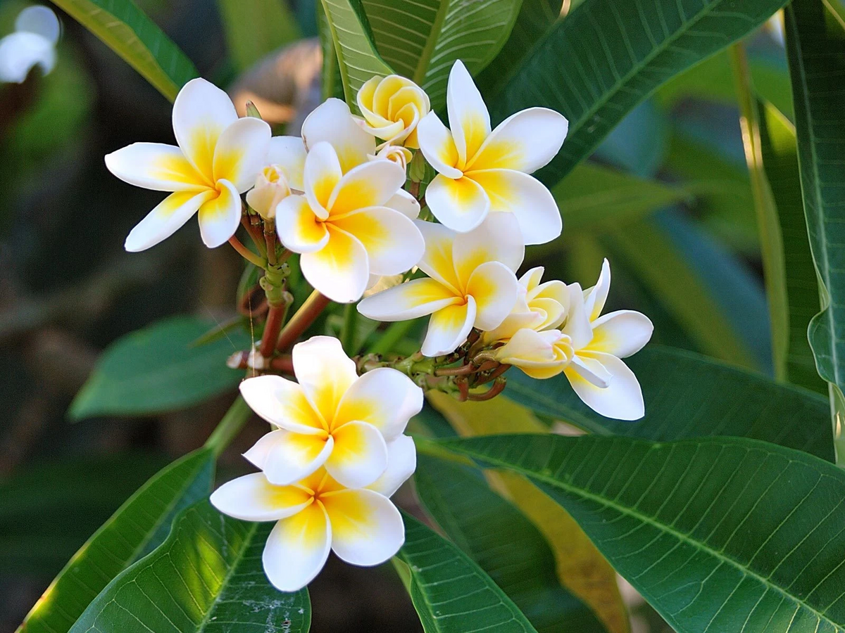 Plumeria Celadine Cutting (13–15") | Unrooted 1-Tip Stem, Celadine Frangipani