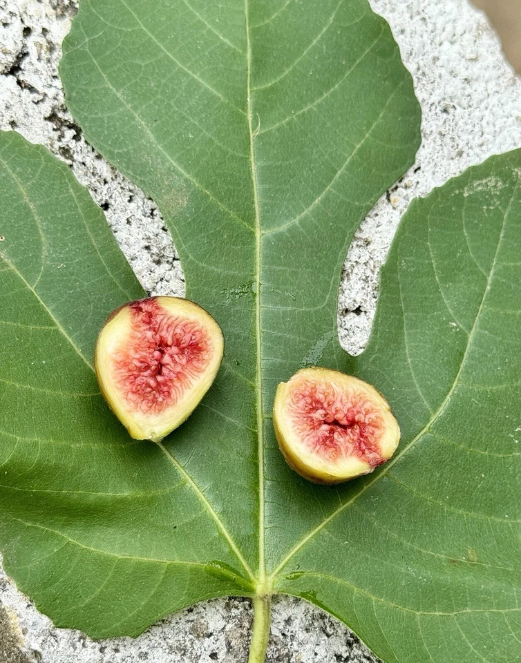 Brown Turkey Fig Cuttings – 8 Unrooted Ficus carica Cuttings for Propagation