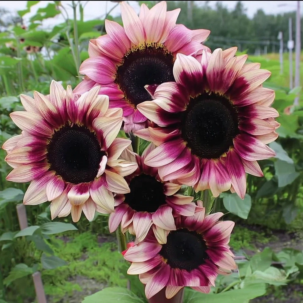 Purple Plum Sunflower Seeds - 25 Count, Deep Purple Helianthus Annus (Annual) for Borders & Cut Flowers