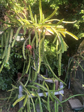 Dragon Fruit Cuttings – 3 Live Hylocereus 6"+ Cuttings Random Varieties