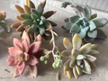 Assorted Succulent Cuttings Pack - 6 Unrooted Varieties for Easy Rooting