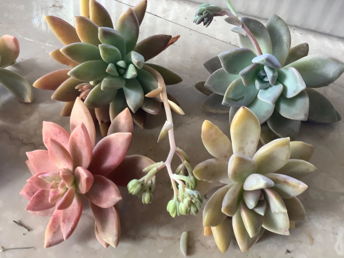 Assorted Succulent Cuttings Pack - 6 Unrooted Varieties for Easy Rooting