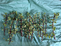 Portulacaria afra Variegata Cuttings - 12 Live Variegated Elephant Bush Rainbow Succulent Stems