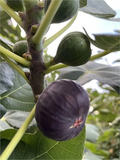 Dark Portuguese Fig Cutting (Ficus carica) – 8+" Unrooted Cutting with 3+ Nodes