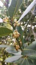 Bay Laurel Cuttings - 5 Laurus nobilis Stem Cuttings for Propagation