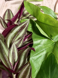 Rooted Cuttings Set – 10 Live Plants: Tradescantia & Arrowhead Vine (Syngonium) Starter Bundle