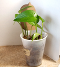 Jade Pothos Plant - Rooted in Moss (4–5 in.), Easy Indoor Vine