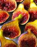 Fignomenal Fig Tree Starter Plant | Ficus carica Dwarf Edible Fig for Pots & Small Spaces