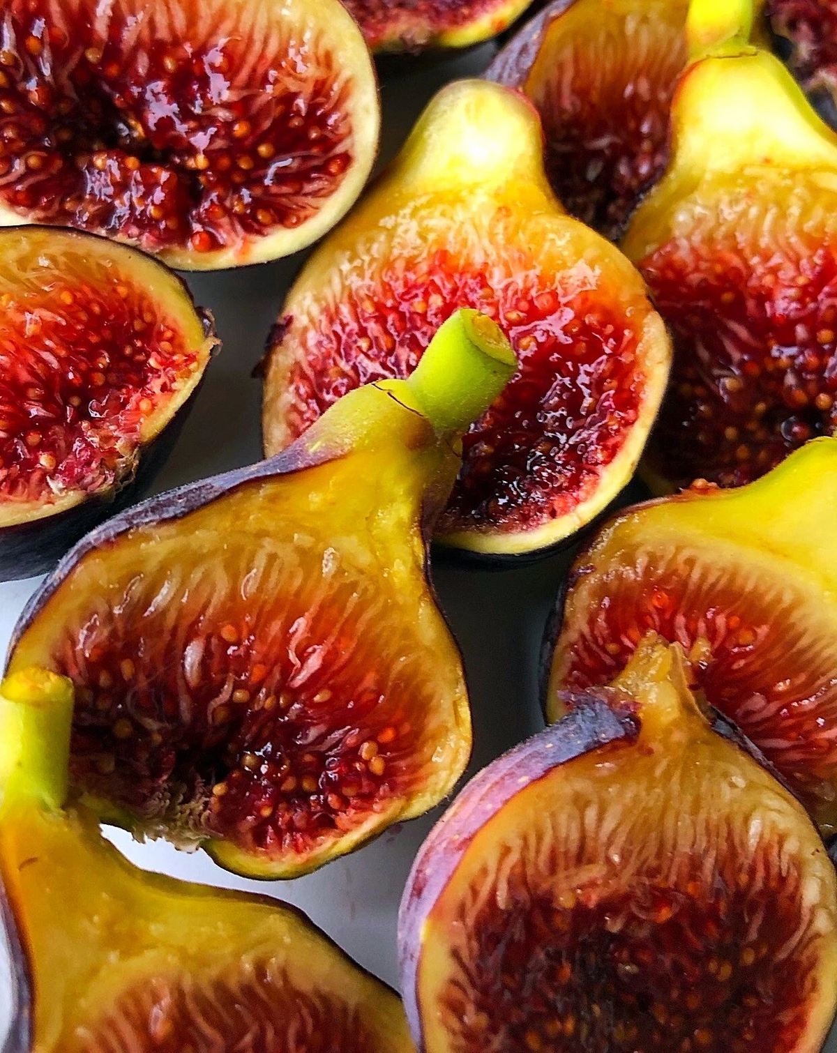 Fignomenal Fig Tree Starter Plant | Ficus carica Dwarf Edible Fig for Pots & Small Spaces