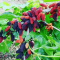 Illinois Everbearing Mulberry Cuttings (6) – 6–10 inch Unrooted Sciion Wood for Grafting or Rooting
