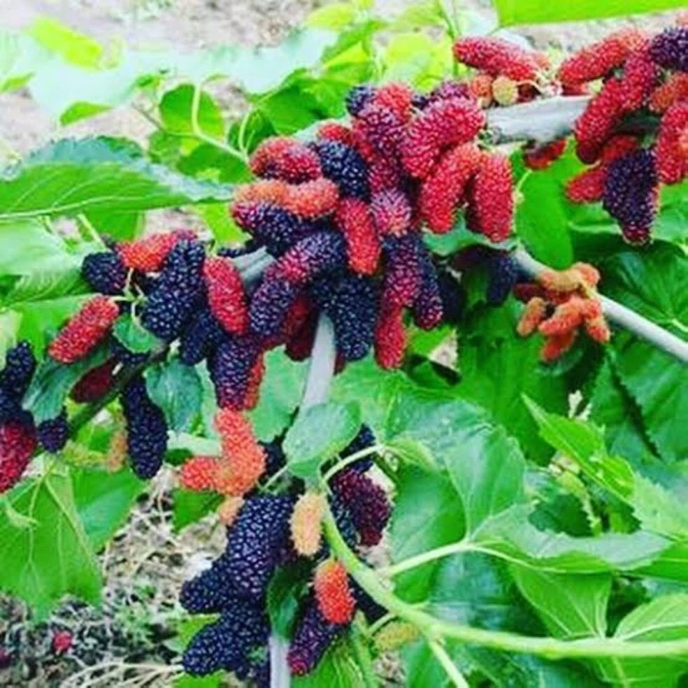 Illinois Everbearing Mulberry Cuttings (6) – 6–10 inch Unrooted Sciion Wood for Grafting or Rooting