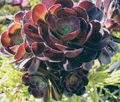 Aeonium arboreum 'Zwartkop' Black Rose Cutting – 3–5" Fresh Stem, Dark Rosette