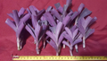 Purple Heart Tradescantia Cuttings (17 Unrooted) – Wandering Jew, Trailing Houseplant Starter
