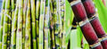 Sugarcane Sticks - Fresh Cut, Green or Purple, 4 Pieces, Non-GMO Edible Cane for Chewing or Juicing