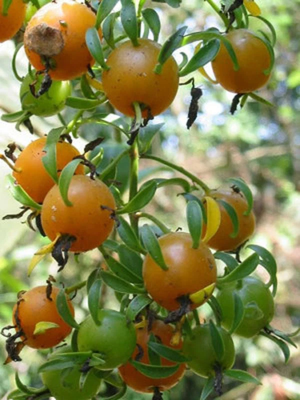 Variegated Pereskia aculeata ‘Gold’ - Rare 4" Potted Live Cactus Vine