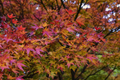 Japanese Maple Cuttings Acer palmatum 15 x 8–12" Unrooted Cuttings for Rooting or Grafting